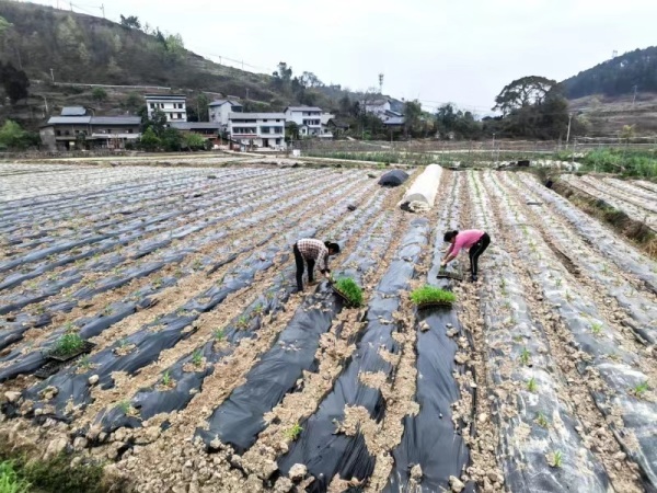 Workers in Fuliu Fruit and Vegetable Farm in Fulin Village are transplanting corn seedlings. Photo by Yan Ningbo